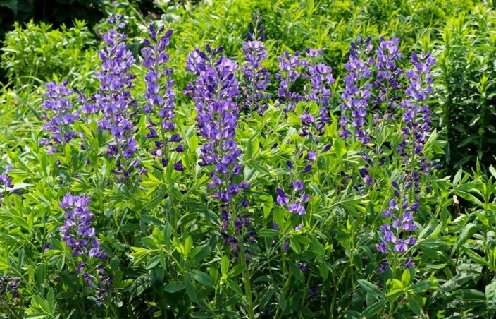 Баптизия австралийская - прекрасная гостья из диких прерий