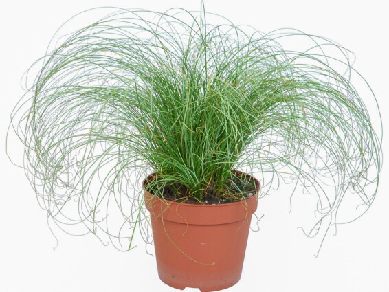 Осока волосоподібна 'Frosted Curls' - 1