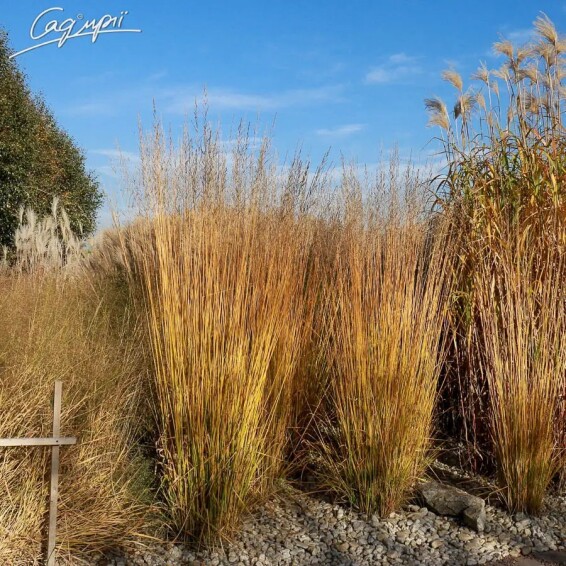 Молінія очеретяна 'Transparent' - 1 Молінія очеретяна 'Transparent' - 1