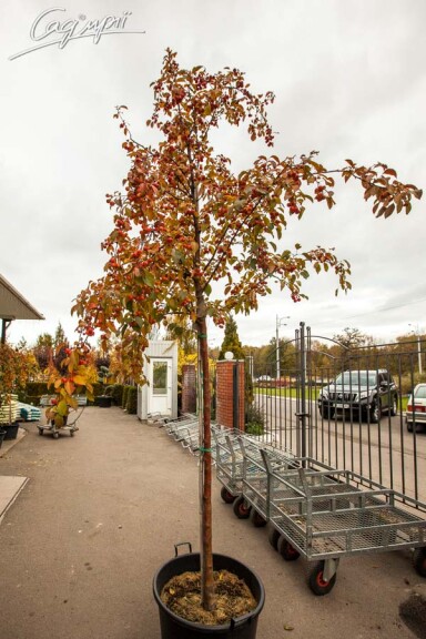 Яблоня 'Evereste' - 5 Яблоня 'Evereste' - 5