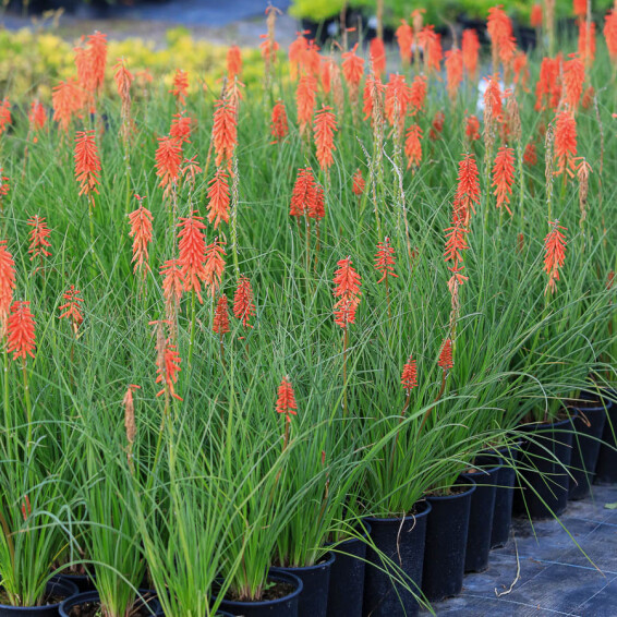 Кніфофія 'Red Rocket'®#1, C3 - - 2