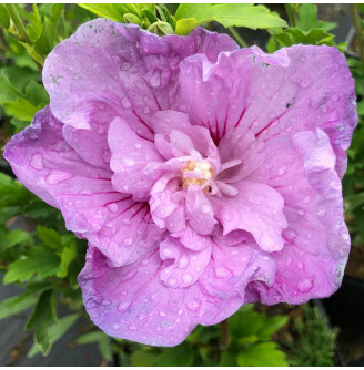 Гібіскус сірійський 'Lavander Chiffon'