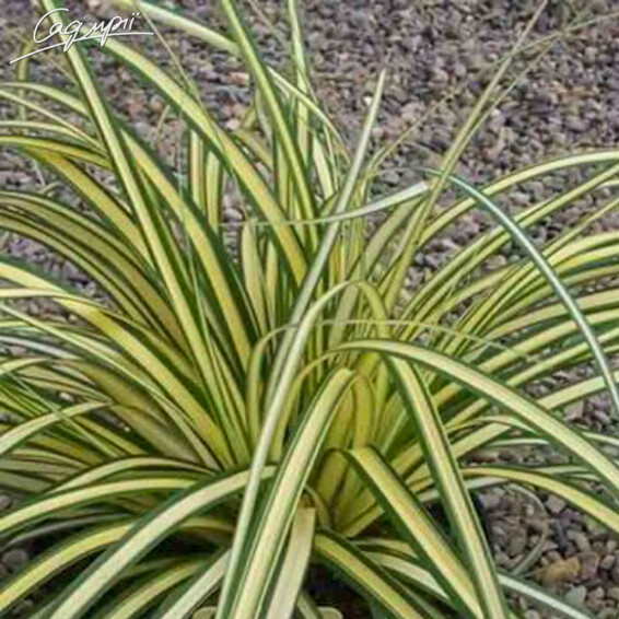 Осока трехраздельная 'Rekohu Sunrise' - 2 Осока трехраздельная 'Rekohu Sunrise' - 2