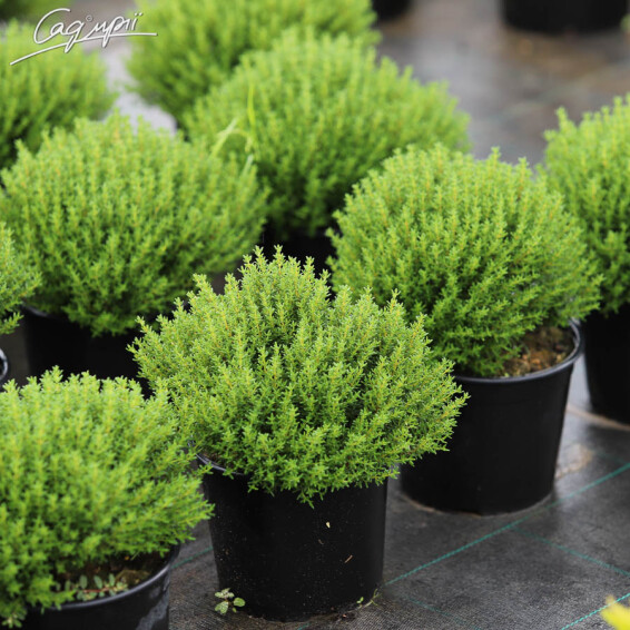 Тимьян обыкновенный 'Compactus' #1, p9 - - 5