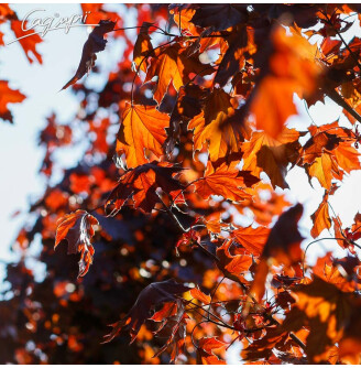 Клен гостролистий 'Royal Red'