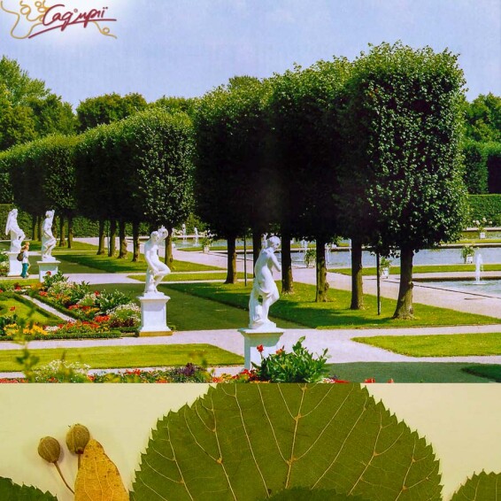 Липа широколиста, топіар, ф.шпалера - 11 Липа широколиста, топіар, ф.шпалера - 11