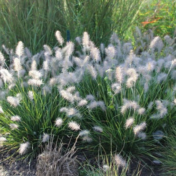 Перистощетинник лисохвостный 'Little Bunny' - 1