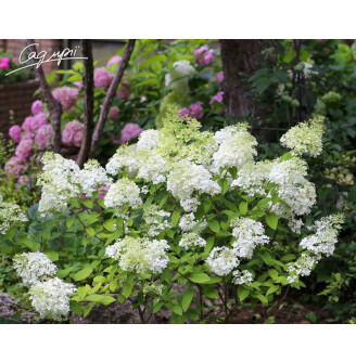 Гортензія волотиста 'Bobo' ®