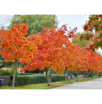 Горобина 'Dodong'