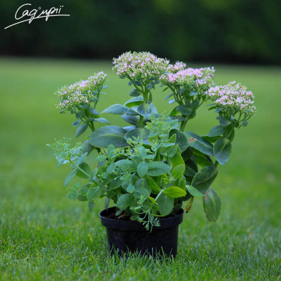 Очиток видний 'Brilliant', Р9 - - 4