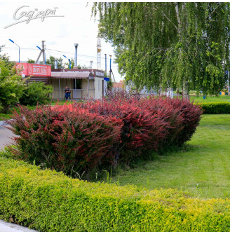 Барбарис Tунберга 'Atropurpurea'