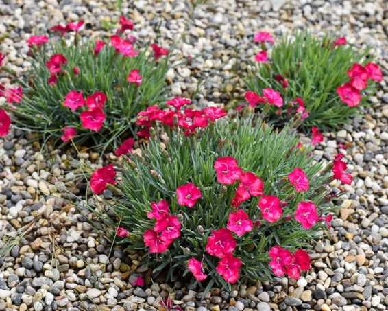 Гвоздика сірувато-блакитна 'Badenia' - 6