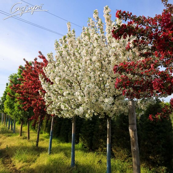 Яблоня 'Evereste' - 1 Яблоня 'Evereste' - 1