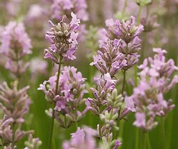 Лаванда вузьколиста 'Rozea' - 7 Лаванда вузьколиста 'Rozea' - 7