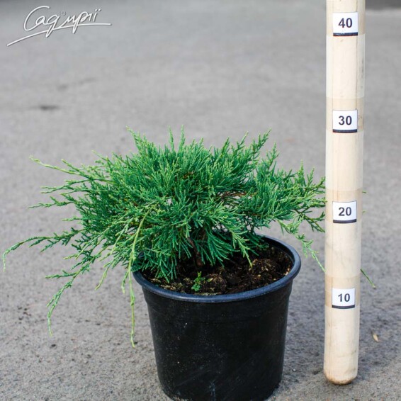 Можжевельник средний 'Lemon Hill' - 4