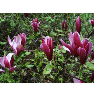 Магнолія лілієквіткова 'Nigra'