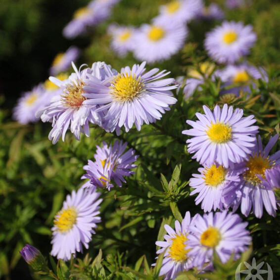 Айстра кущова 'Zwergenhimmel', C1 - - 2