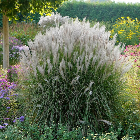 Мискантус китайский 'Kleine Silberspinne', C3 - - 6