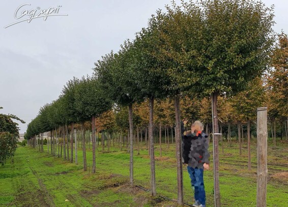 Вишня кулевидна 'Umbraculifera' #3, С32 12--14 250-300 St. 225 - 2 Вишня кулевидна 'Umbraculifera' #3, С32 12--14 250-300 St. 225 - 2