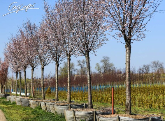 Слива Саржента 'Rancho' #3, WRB 30--35 450-500 St. 200-225 - 10