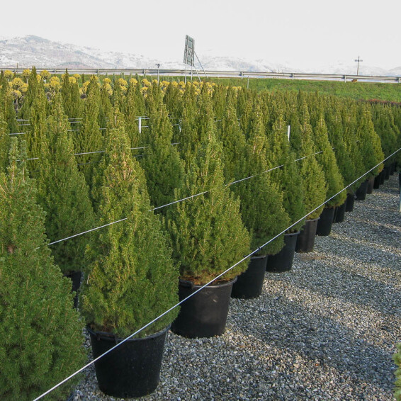 Ялина сиза 'Conica' #2, C110 - 100-125 - - 2