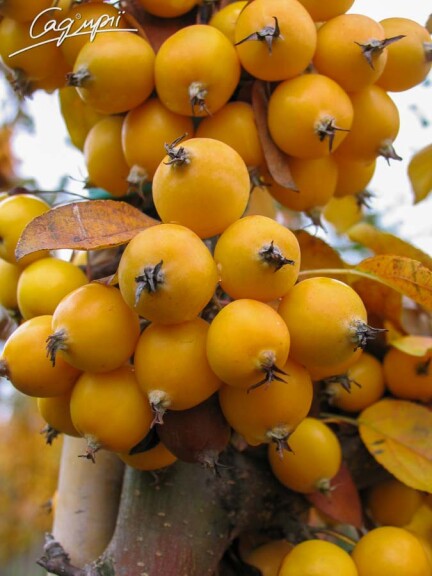 Яблоня 'Golden Hornet' - 7 Яблоня 'Golden Hornet' - 7