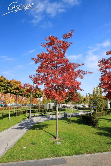 Дуб шарлаховый - 1