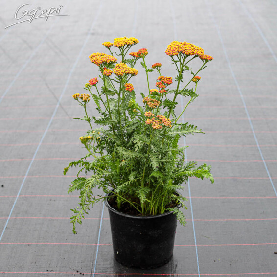 Деревій звичайний 'Walter Funcke', C2 - - 5