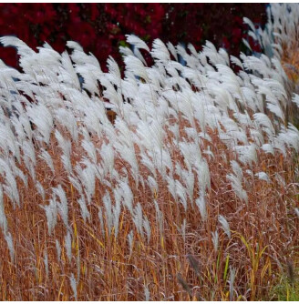 Міскантус китайський 'Dronning Ingrid'