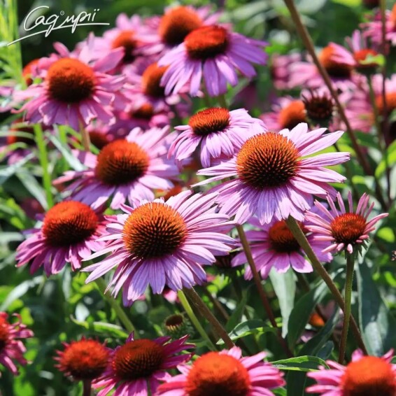 Эхинацея пурпурная ‘Magnus’ - 7