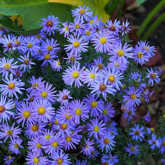 Айстра кущова 'Lady in Blue' - 1 Айстра кущова 'Lady in Blue' - 1