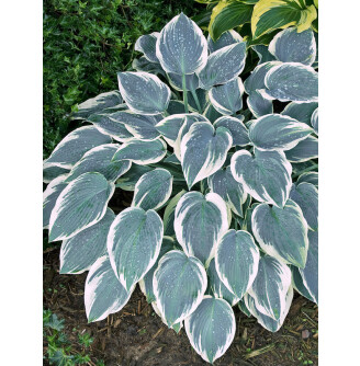 Хоста 'El Nino'