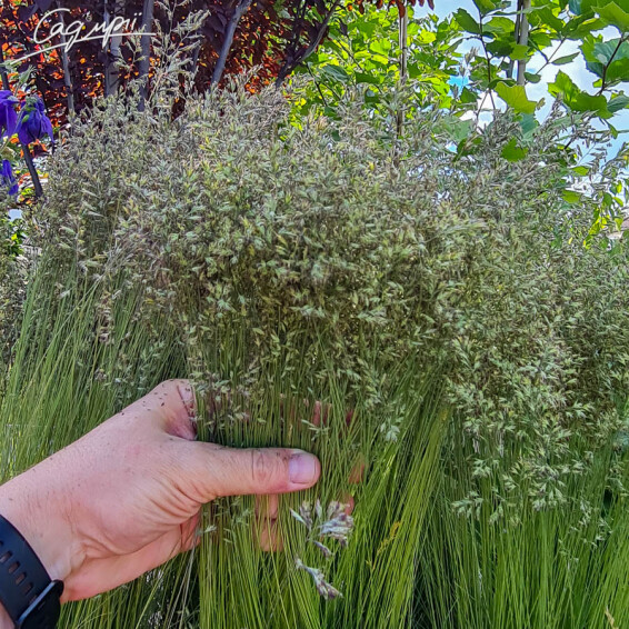 Костриця валіська - 3