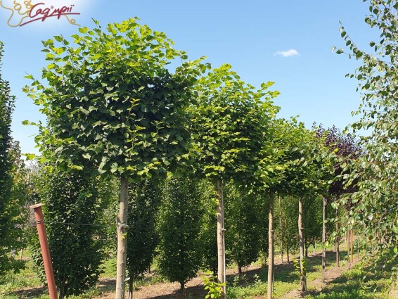Липа крупнолистная, топиар, ф.шпалера #1, WRB 35--40 350-400 St. 200-225 - 7 Липа крупнолистная, топиар, ф.шпалера #1, WRB 35--40 350-400 St. 200-225 - 7