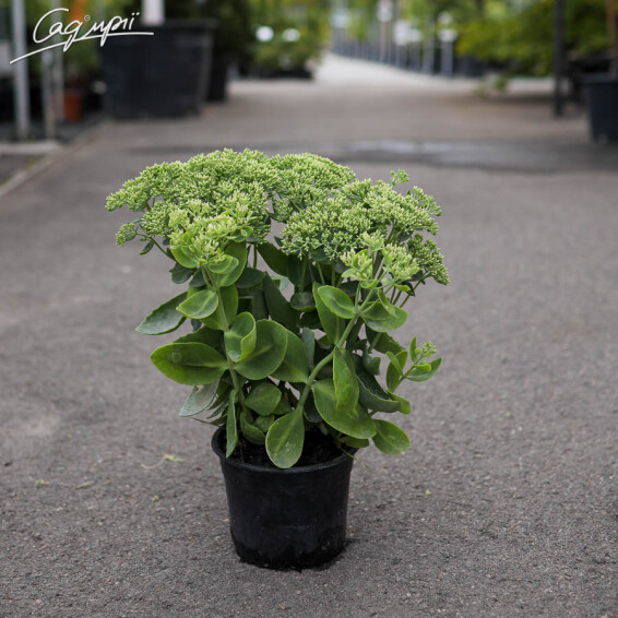 Очиток видный 'Brilliant', C2 - - 3