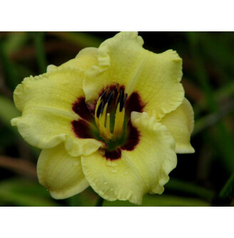 Лилейник 'Doodlebug'