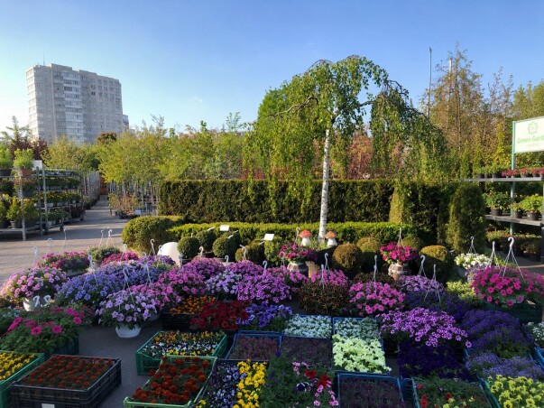Весняна краса у Садовому центрі «Сад мрії»®