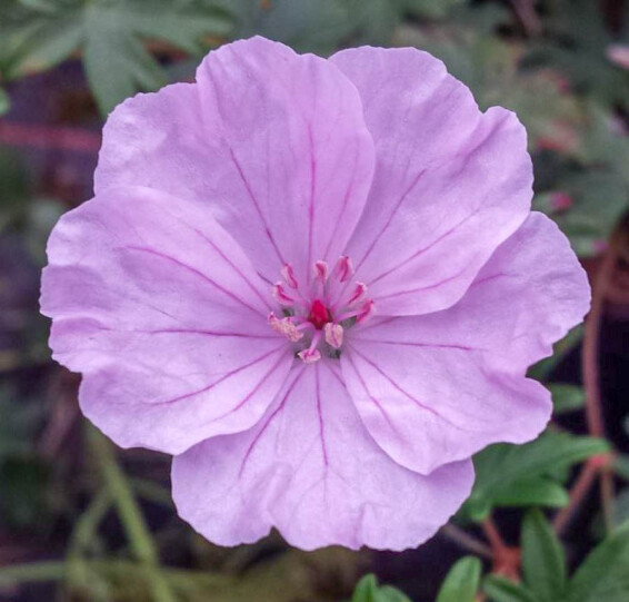 Герань кроваво-красная 'Striatum' - 1