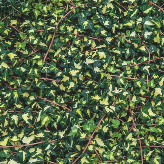 Плющ звичайний 'Goldheart' - 4 Плющ звичайний 'Goldheart' - 4