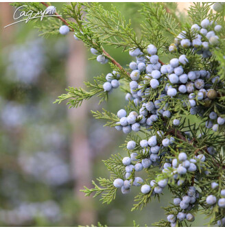 Можжевельник китайский 'Keteleerii'