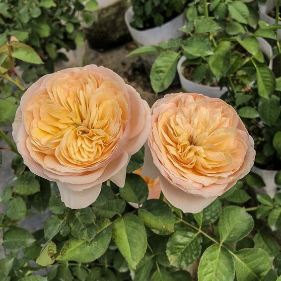 Роза чайно-гибридная 'Juliet' - 2 Роза чайно-гибридная 'Juliet' - 2