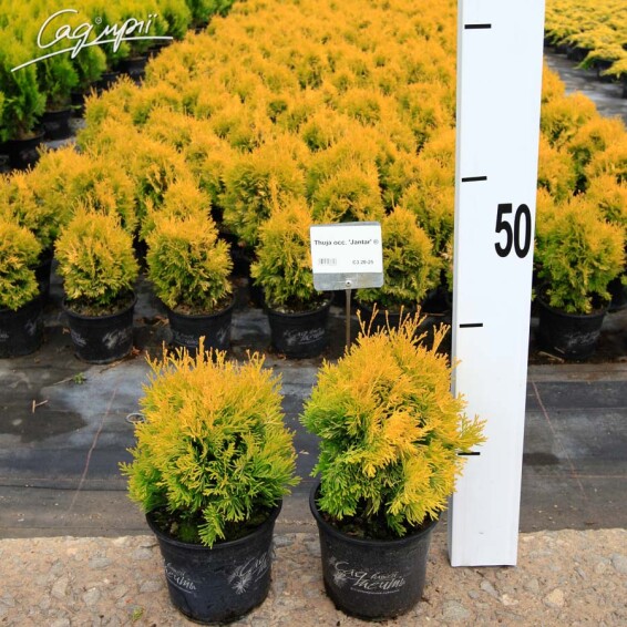 Туя западная 'Jantar'® - 2