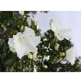 Гібіскус сірійський 'Totus Albus'