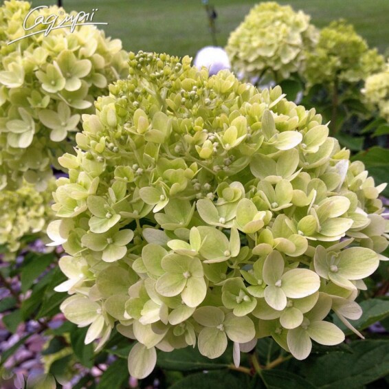 Гортензія волотиста 'Little Lime' #1, С2 100-125 - 1
