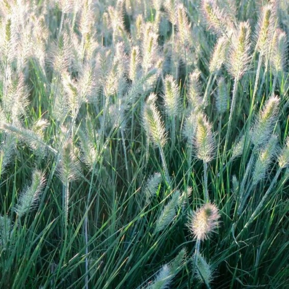 Перистощетинник лисохвостный 'Little Bunny' - 4