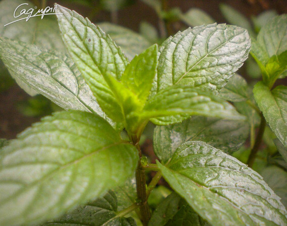 М'ята бергамотна, C2 - - 3