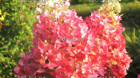 Гортензія - окраса Вашого саду