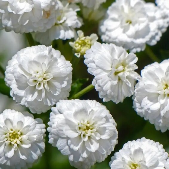 Деревій птарміка 'Noblesse'® - 4