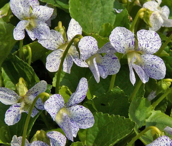 Фіалка метеликова 'Freckles' - 1 Фіалка метеликова 'Freckles' - 1