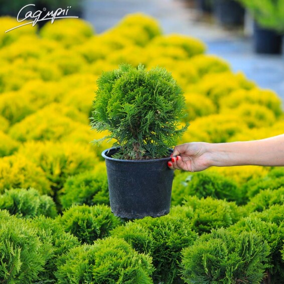 Туя западная 'Danica' - 9